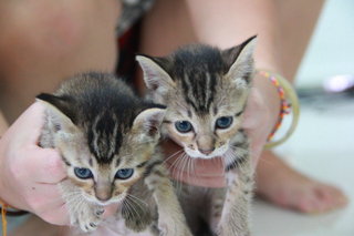 Little Leopard Sisters - Domestic Medium Hair Cat