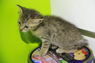 Little Leopard Sisters - Domestic Medium Hair Cat