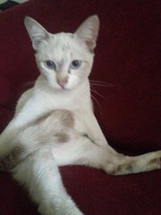 Baby - Balinese Cat