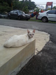 Baby - Balinese Cat