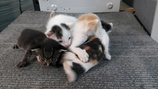 LEFT - Little Money ,Panda, Peanut & Choco