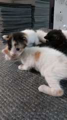 Kitties Kitties - Domestic Medium Hair + Domestic Short Hair Cat