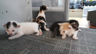 LEFT - Little Panda, Choco, Money & Peanut