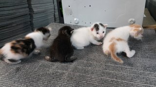 LEFT - Little Choco, Money, Panda & Peanut