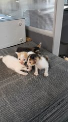 Kitties Kitties - Domestic Medium Hair + Domestic Short Hair Cat