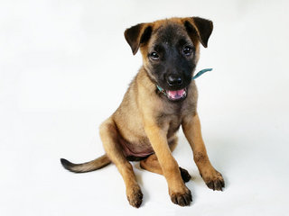 Peanut - Belgian Shepherd Malinois Mix Dog