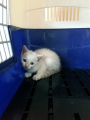 White Kitten 1.5 Mth Old - Domestic Short Hair Cat