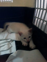 White Kitten 1.5 Mth Old - Domestic Short Hair Cat