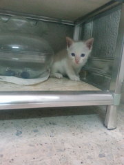 White Kitten 1.5 Mth Old - Domestic Short Hair Cat