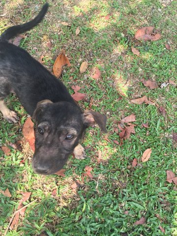 Monkey, Emma, Obama - Mixed Breed Dog