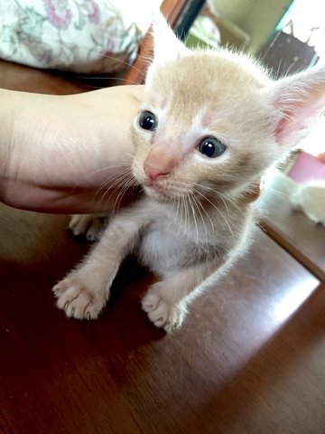 Baby - Domestic Short Hair Cat