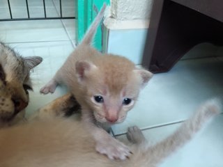 Baby - Domestic Short Hair Cat