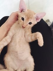 Baby - Domestic Short Hair Cat