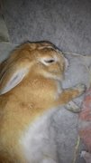 Mandy - Angora Rabbit Rabbit