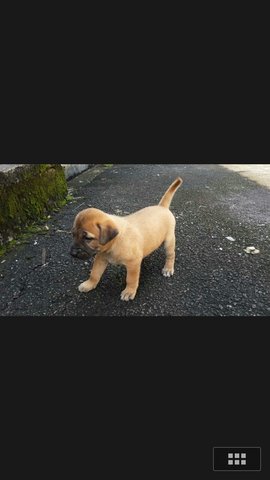 Taiping - Kamunting Puppies - Mixed Breed Dog