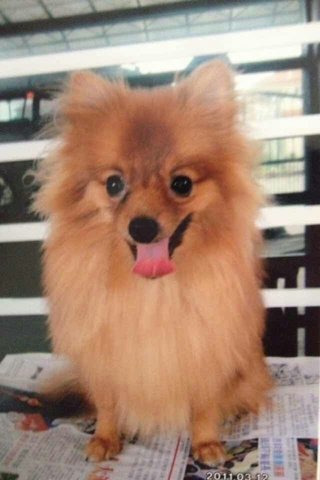 Kent - Pomeranian Dog