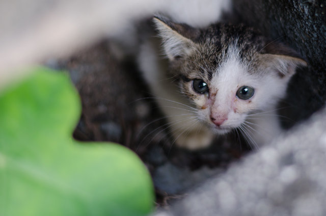 Mini Munchin - Domestic Short Hair Cat