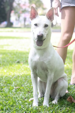 Lara-gogi - Shar Pei Mix Dog