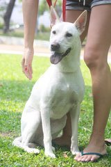 Lara-gogi - Shar Pei Mix Dog