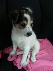 Lucky Angel - Mixed Breed Dog