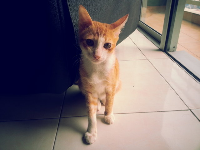 Ginger - Domestic Short Hair Cat