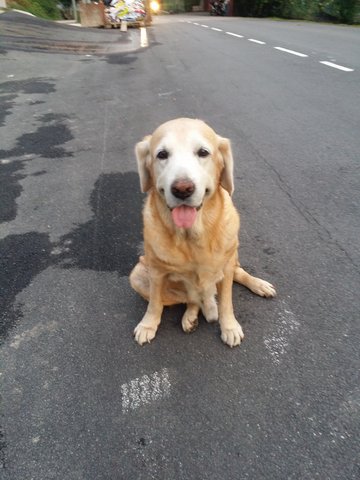 Jack - Labrador Retriever Dog