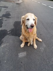 Jack - Labrador Retriever Dog