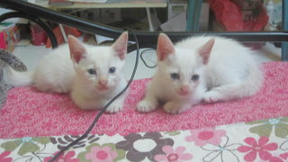 White Cat With Blue Eyes - Domestic Short Hair Cat