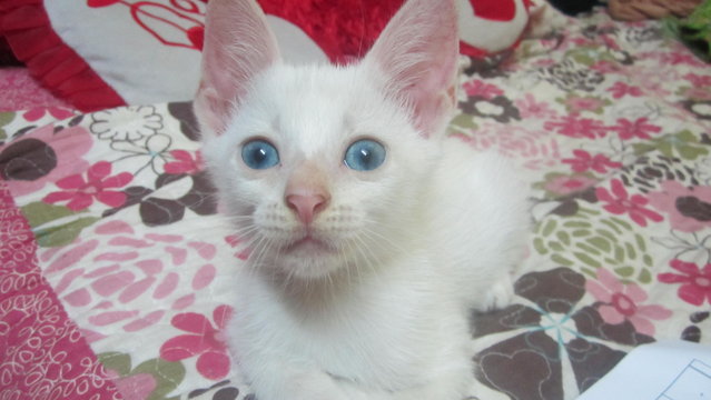 White Cat With Blue Eyes - Domestic Short Hair Cat