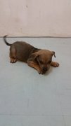 Puppy 1 - Mixed Breed Dog