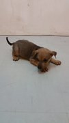 Puppy 1 - Mixed Breed Dog