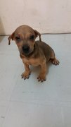 Puppy 1 - Mixed Breed Dog