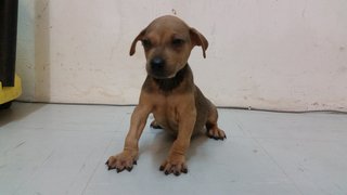 Puppy 1 - Mixed Breed Dog