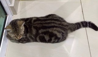 Seri - American Shorthair Cat