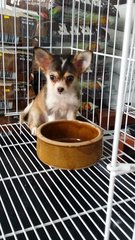 Longfur Chihuahua Female Puppy B11 - Chihuahua Dog