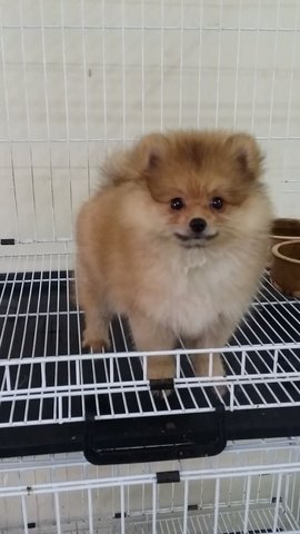 Red Female Pomeranian Puppy B16 - Pomeranian Dog