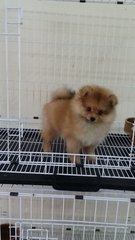 Red Female Pomeranian Puppy B16 - Pomeranian Dog