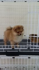 Red Female Pomeranian Puppy B16 - Pomeranian Dog