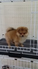 Red Female Pomeranian Puppy B16 - Pomeranian Dog