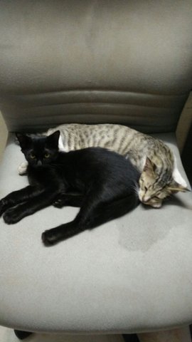 Ah Meow And Blacky - Domestic Medium Hair + Domestic Short Hair Cat