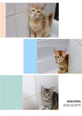 3 Beradik - Domestic Medium Hair Cat