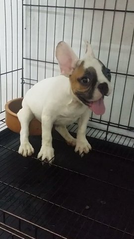 Special Male French Bulldog Puppy B - French Bulldog Dog