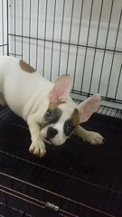 Special Male French Bulldog Puppy B - French Bulldog Dog