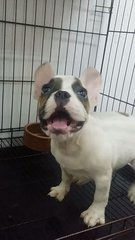 Special Male French Bulldog Puppy B - French Bulldog Dog