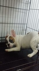 Special Male French Bulldog Puppy B - French Bulldog Dog