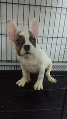 Special Male French Bulldog Puppy B - French Bulldog Dog