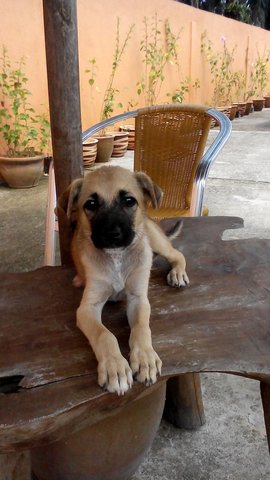 Russel - Mixed Breed Dog