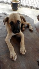 Russel - Mixed Breed Dog