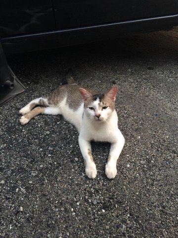 Boboy - Domestic Short Hair Cat