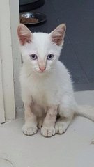 The markings on her leg is just the shaves vet did for her drips. Gorgeous gorgeous eyes.